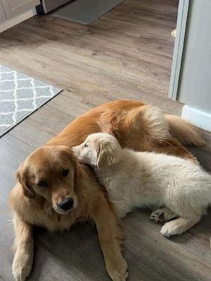 Labrador zur Adoption