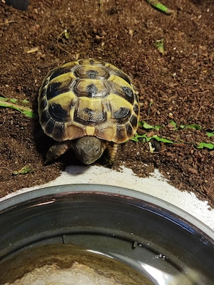Testudo Hermanni 
