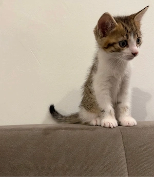 Kleine Katze 