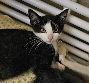 Zauberhafte Britisch langhaar mix Katzen