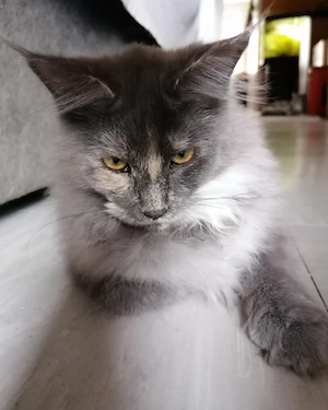 Maine Coon Kätzin 6 Monate alt 