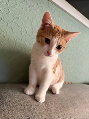 kitten kater 