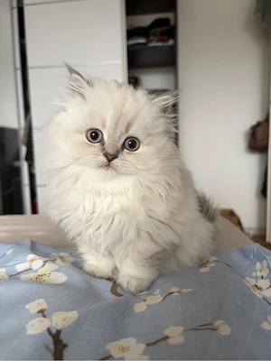 Süße, Reinrassige Blh-Kitte(weiblich)