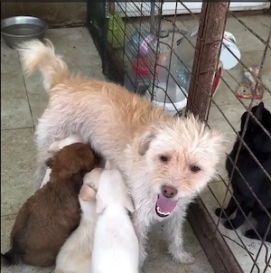 Mama Lotti und ihre 4 Babies suchen Zuhause