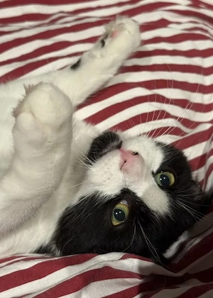 Kiss Flauschiger Maskenkater sucht sein gechilltes Zuhause