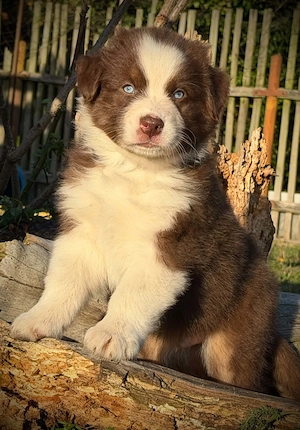 Australian Shepherd Rüde in dark red tri mit blauen Augen