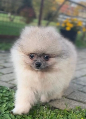 Liebevoller Pomeranian-Rüde sucht ein neues Zuhause     