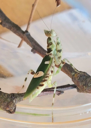 Creobroter gemmatus,  Mantiden, Gottesanbeterinnen 