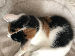 Haus Katze