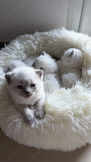 Britisch Kurzhaar Kitten (BKH) in blue point zu verkaufen