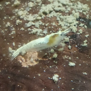Neocaridina palmata "Snowstorm "