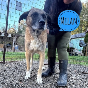 Milan, sanfter Riese braucht ganz dringend ein Zuhause
