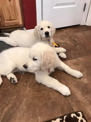 Süße Golden-Retriever-Welpen suchen ihre Für-immer-Familie