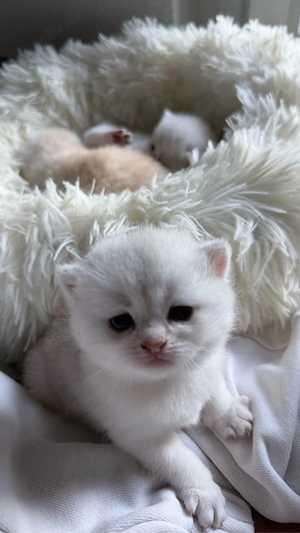 Britisch Kurzhaar Kitten (BKH) in silver golden shaded tabby zu verkaufen! 