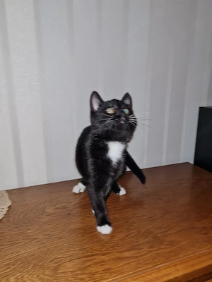 Katzenbabys 