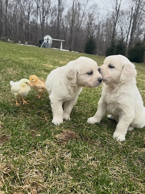Traumhafte Golden-Retriever-Welpen   freundlich und verspielt