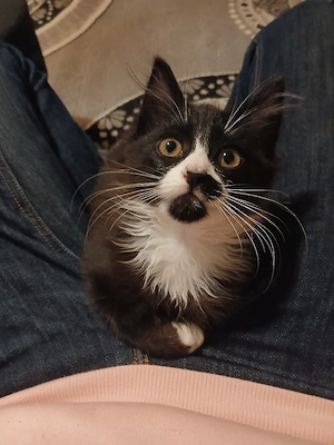Deutschlanghaar baby katze