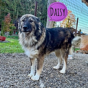 Daisy, bildhübsche Hündin, Sarplaninac Collie Mix