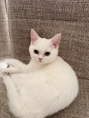 Süßer BKH BLH mix Kater