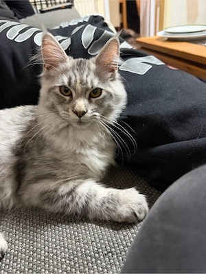 Maine coon 
