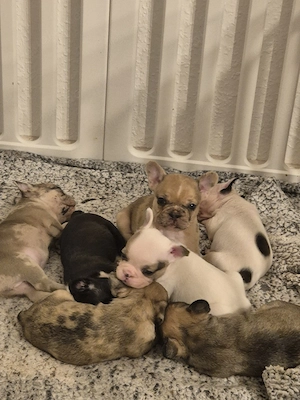 Französische Bulldoggen welpen 