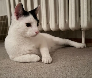 Hauskatze Kater jung 