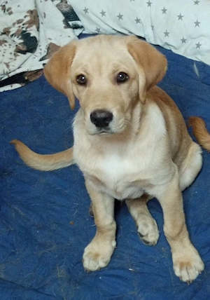 Golden Retriever x Labrador Welpen 