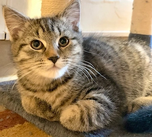 Süßes Katzenbaby (18 Wochen) sucht liebevolles Zuhause  