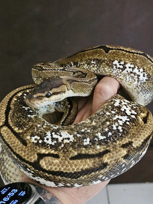 Python Regius, Pastell Ivory, Lesser, Calico Pinstripe, Mojave, Ivory 
