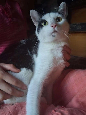 Haus Katzen