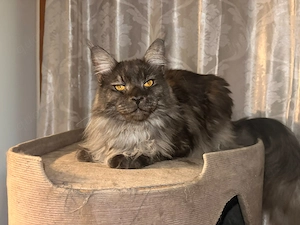 Main-Coon-Kater (11 Monate) sucht liebevolles Zuhause