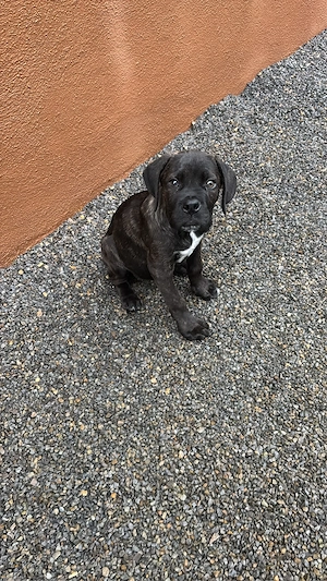 Cane Corso Presa Canario Mix Rüde 