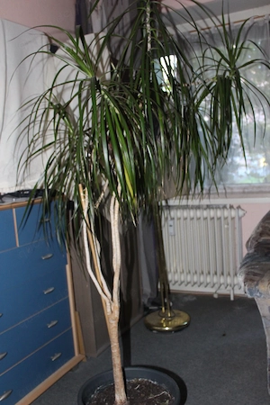 Drachenbaum ca. 1,80m hoch, 7 Köpfe, grosser Topf mit Palmenerde