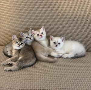 BKH-Mix-Kitten abzugeben
