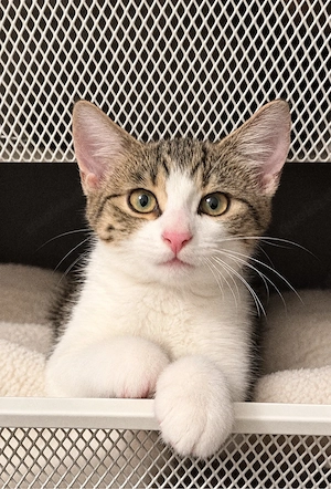 Babykatze sucht Zuhause