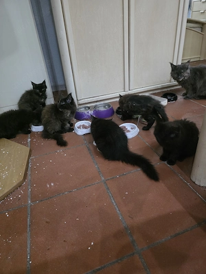 Reinrassige Maine Coon Kitten 5 Mädchen in schwarz, blau mit braunen Flecken auszugsbereit 