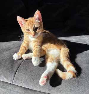 Kitten sucht zu Hause 