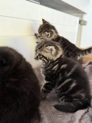 Baby Katze 