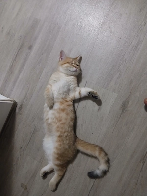 britisch kurz haar kater 