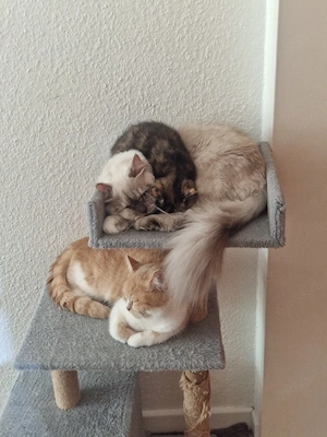 Britische Katzen 