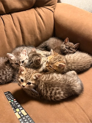 BKH kitten 