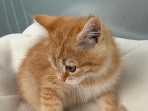 Britische kater