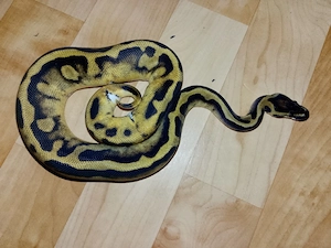 Köpys 1.0 