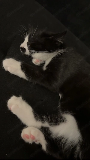 hauskitte abzugeben. 