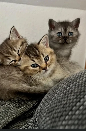 Britische Kurzhaar Kitten 