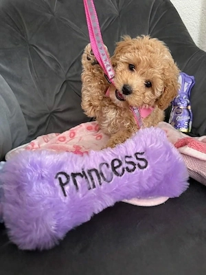 Süße Maltipoo-Welpen suchen ein liebevolles Zuhause! 