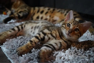 5 Bengalkitten 