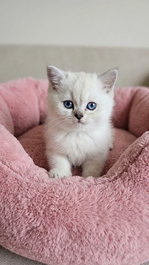 Baby Kater sucht liebevolle Zuhause