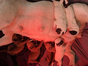 französische Bulldogge mix welpen 