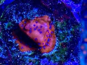 Montipora Assassination (Rarität) 